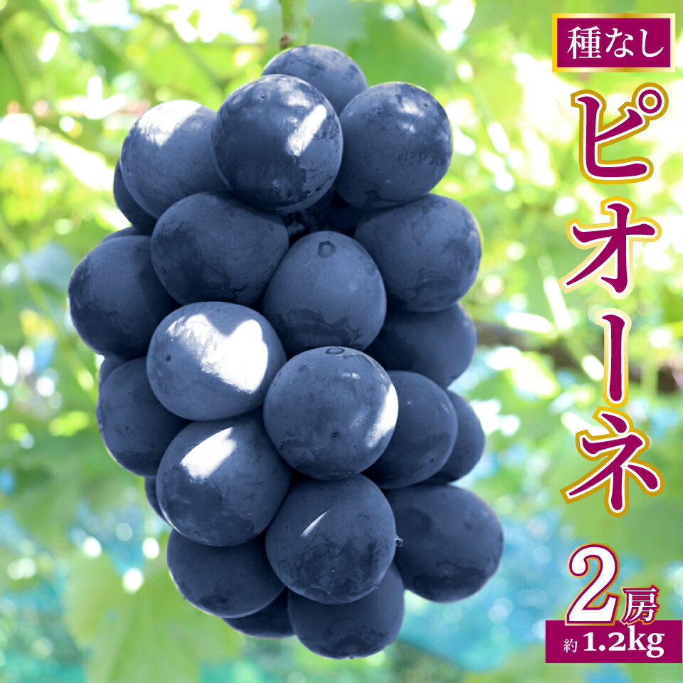 【ふるさと納税】先行予約＜ピオーネ 約1.2kg（1～2房）＞ ぶどう grape fruit フレッシュ 旬 果物 くだもの 高知県 佐川町産【冷蔵】＜2025年8月上旬以降に発送＞