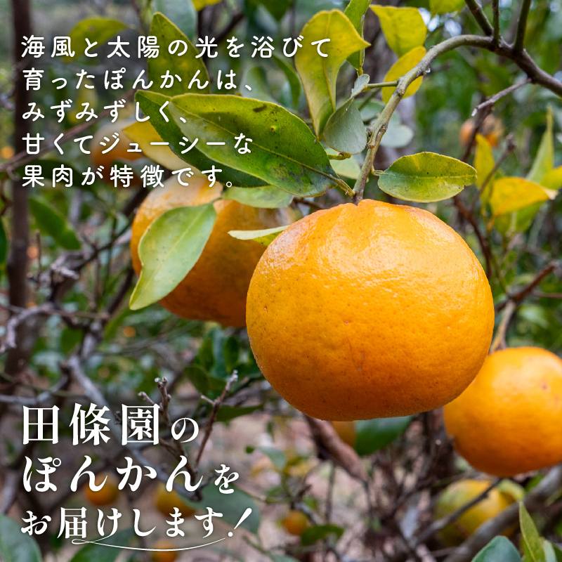 【テレビで紹介されました！】 ぽんかん ジュース 120ml ✕ 10個 柑橘 ポンカン 詰め合わせ 田條園 ストレートジュース 柑橘飲料 みかん 柑橘 飲料 飲み物 人気 じゅーす 贈答 贈り物 有