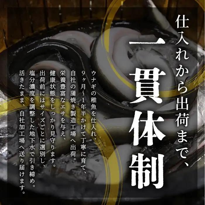 【丑の日に合わせてお届け！】鹿児島県産鰻の蒲焼(無頭背開き)約165g×2尾(山中水産/IB022-001u)うなぎ 国産