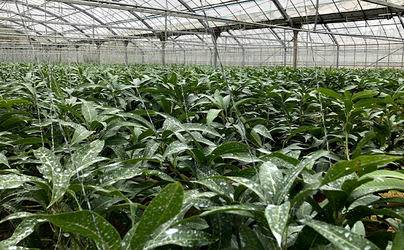 2025年発送【沖縄やんばる産】約1kg　良品アップルマンゴー（Ms mango farm） 南国 南国フルーツ 先行予約 期間限定 沖縄 甘味 糖度 フルーツ 果物 果実 プレゼント ギフト トロピ