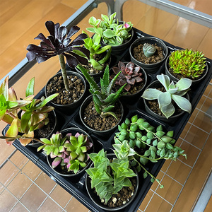 おまかせ多肉植物詰め合わせ（12種）（B1046-1）