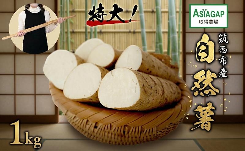 
                  ASIAGAP認証農場 の 自然薯 1kg 茨城県 筑西市産 じねんじょ 山芋 芋 イモ いも とろろ 山菜 ASIAGAP 
                