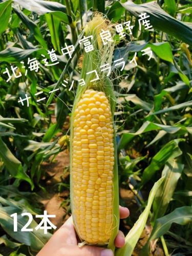 【ふるさと納税】【2026年発送】トウモロコシ黄　12本　サニーショコラライラ