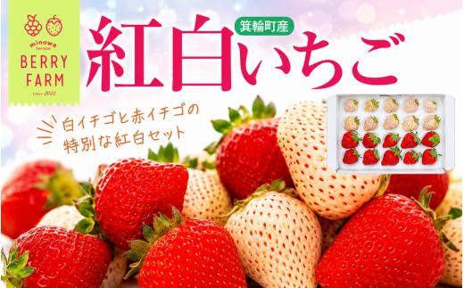 
                  紅白イチゴ　白いちご　夏いちご　いちご詰め合わせ
                