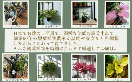 渥美半島のおまかせ観葉植物 Sサイズ 4回定期便　｜観葉植物 植物 グリーン インテリア インテリアグリーン 緑 おまかせ
