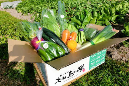 新鮮朝採れ野菜セット【 新鮮野菜 9~11種類 季節 旬 野菜 果物 詰め合せ 国産 おまかせ 葉物 根菜 冷蔵 野菜室 加工品 鳥取県産 季節限定 山菜 加工品】