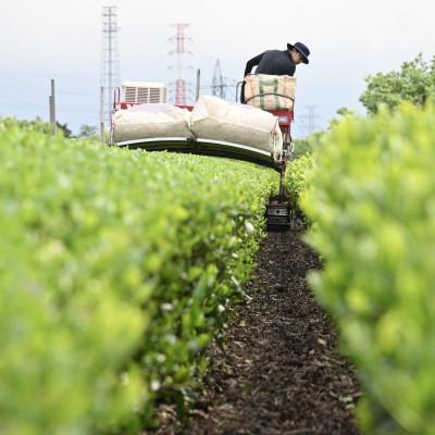 ふるさと納税 沼津市 沼津緑茶(50g) ×3パック 合計150g |  | 02