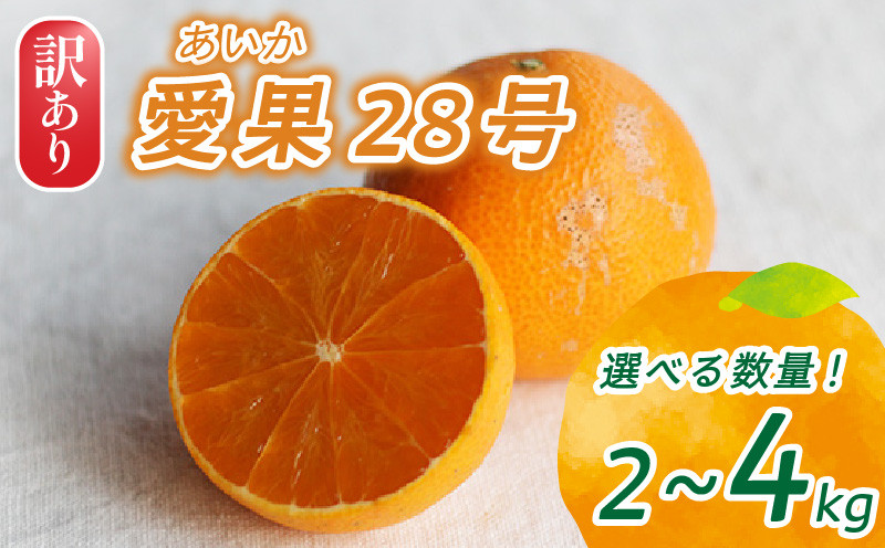 
                  【2025年12月頃から発送】訳あり 愛果28号 ( 紅まどんな と同品種) 家庭用 2kg / 4kg | 愛媛 みかん あいか あいか28号 愛果 愛果28号 紅マドンナ 紅まどんな と同品種 蜜柑 アイカ 柑橘 果物 愛媛のみかん くだもの フルーツ あいか ご家庭用 みかん 数量限定 愛媛県産 ミカン 愛媛県 松山市
                