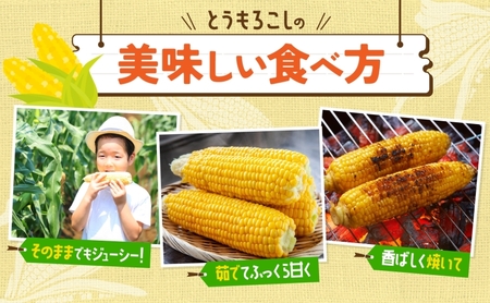 とうもろこし 恵味 10～12本 2L 朝採り とうもろこし