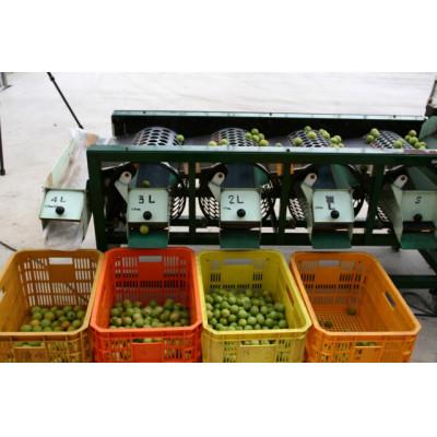 ふるさと納税 すさみ町 2026/6月より発送【梅干し・梅酒用】紀州和歌山の熟南高生梅3Lor2L-2kg |  | 03