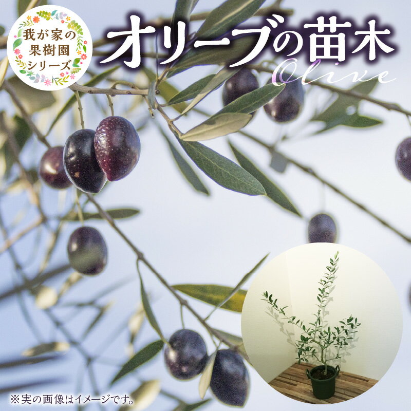 【ふるさと納税】オリーブ 苗木 高さ 約 70cm 鉢径 7号 チーム田主丸 我が家の果樹園 シリーズ 果樹園 初心者 育てやすい おしゃれ 人気 常緑樹 庭木 果樹 植樹 鉢植え 庭植え ガーデニング 国産 お取り寄せ 福岡県 久留米市 送料無料