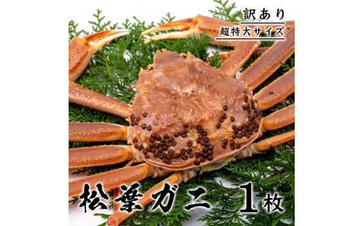 【訳あり】 松葉ガニ（ボイル） 1kg 級 超特大サイズ（さんチョク） 312011_EC013
