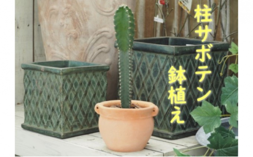 
植物 サボテン 鉢植え 柱サボテンの鉢植え つぼ丸型 鉢 17cm
