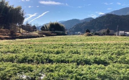 【産地直送】【先行予約】モルックサイズ！？ 特大にんじん（紅奏）5kg ｜ 人参 ニンジン ニンジンジュース 有機 JAS 高原野菜 久万高原町 ※離島への配送不可 ※2025年12月上旬～2026年