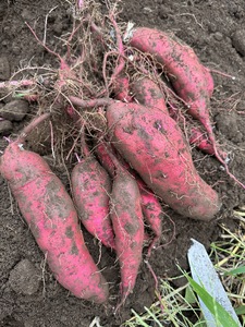 【ふるなびWEEK対象】生芋　10kg　S～Lサイズ混合　1箱 いも長 ｜ さつまいも いも 生いも 紅はるか 国産 ※離島への配送不可 ※2025年12月下旬頃より順次発送予定