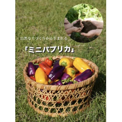 【令和7年度先行受付】高糖度ミニパプリカ　約1kg【配送不可地域：離島】【1474898】