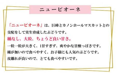 岡山県産 ぶどう 2024年 先行予約 ニュー ピオーネ 約500g×2房 種無し ブドウ 葡萄 フルーツ 果物 ギフト [No.5220-1656]