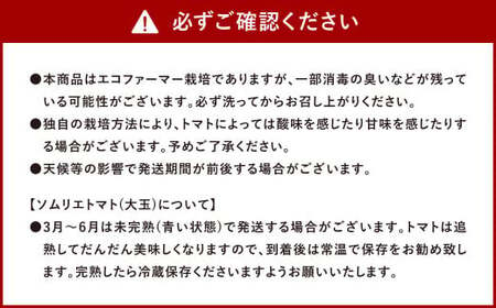 【 食べ比べ 】ソムリエ トマト1.3kg と ソムリエ ミニトマト プラチナ500g とダイヤ 500g の セット 合計 2.3kg 3種 とまと 野菜 やさい 熊本県産 国産  【2025年2月