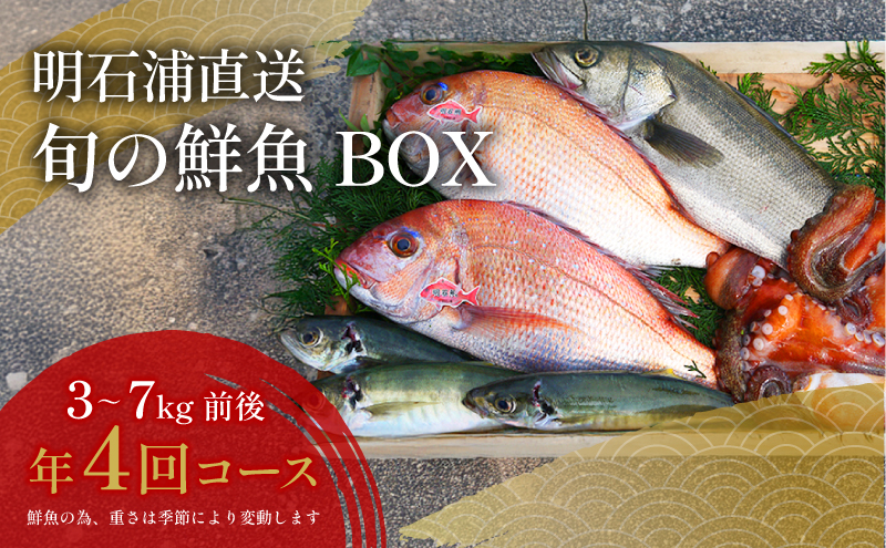 明石浦直送 旬の鮮魚BOX年4回コース 魚貝類 魚介類