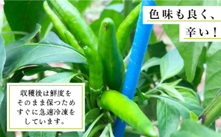 那珂川産 冷凍 青唐辛子 （辛口）1kg＜マルワ産業株式会社＞那珂川市  野菜 唐辛子 15000 15000円 [GDI001]