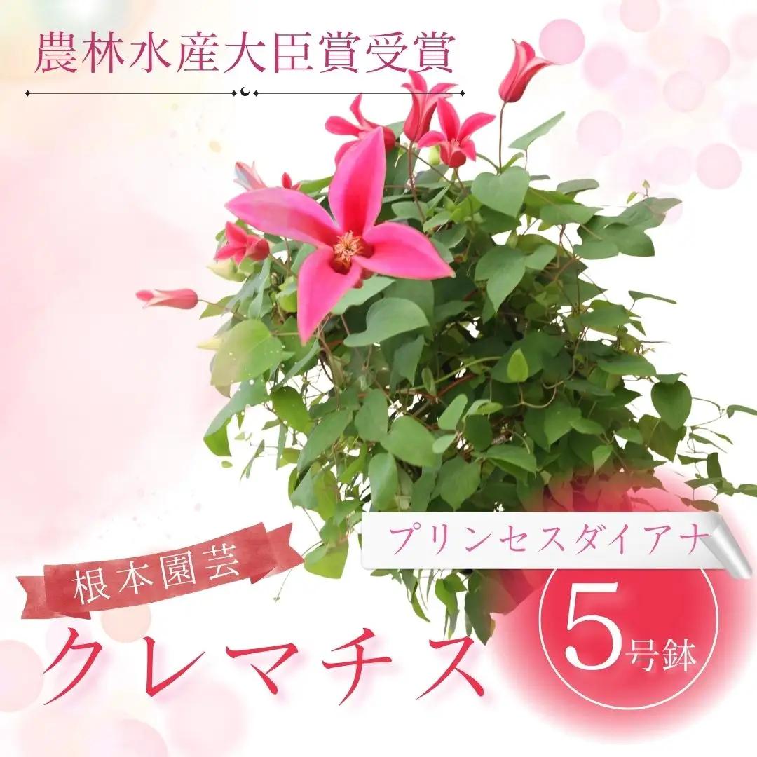 先行予約 クレマチス プリンセスダイアナ(赤系) 5号鉢 根本園芸 | クレマチス