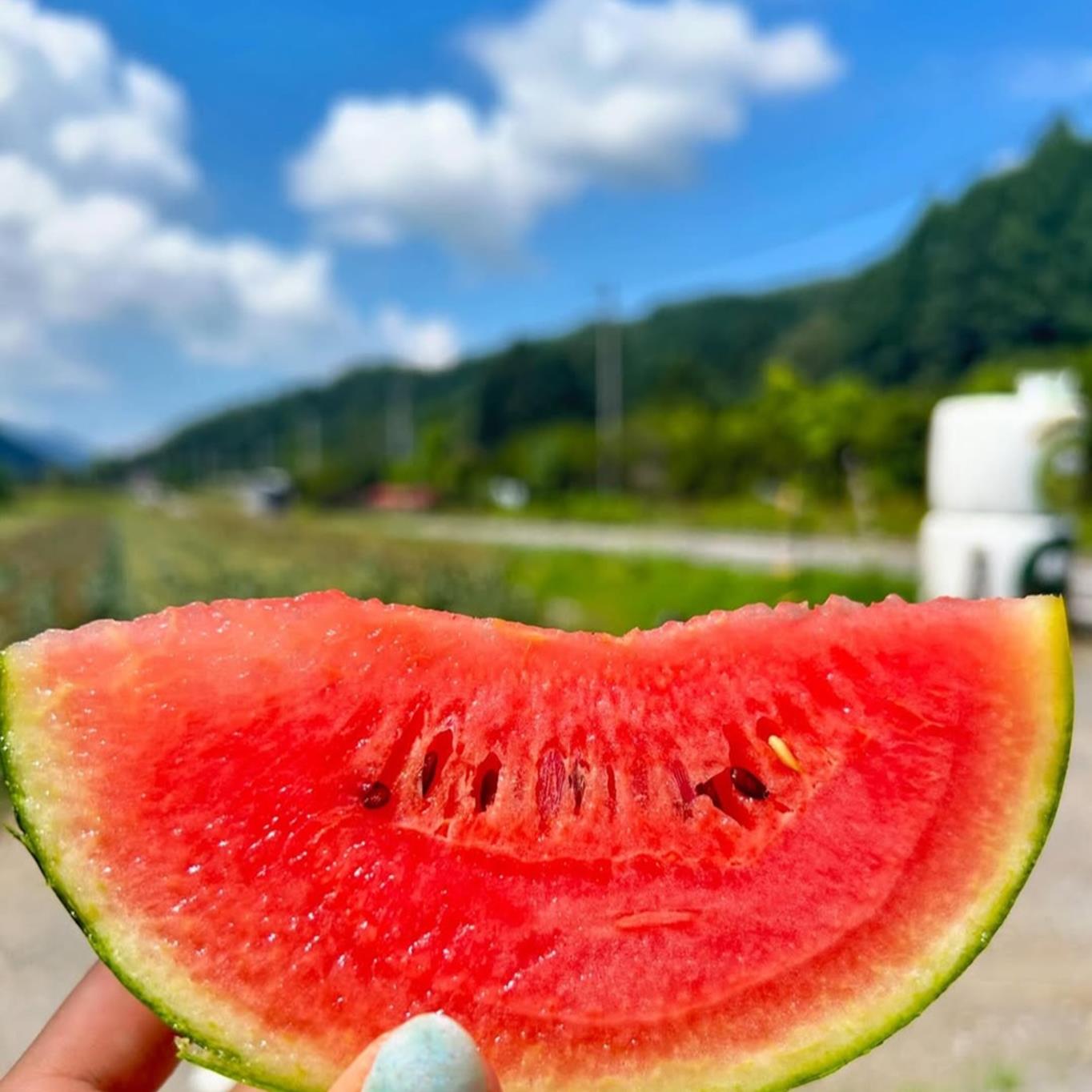 ＜2025年8月上旬より順次お届け＞北海道壮瞥産 小玉すいか（赤肉・ピノガール）2玉約3kg スイカ　 SBTN004