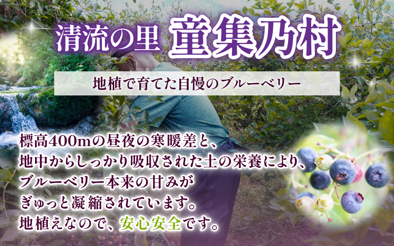 無農薬 童集乃村 ブルーベリー 生果 1kg 【2026年8月1日以降より順次発送】 フルーツ 果物 くだもの スムージー ジャム 朝食 デザート 特産品 人気 国産 旬 三重県 熊野市【mnak00