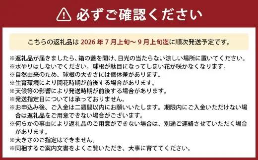 竹田市産サフラン球根 6個セット 【 2026年7月上旬～9月上旬まで発送予定 】