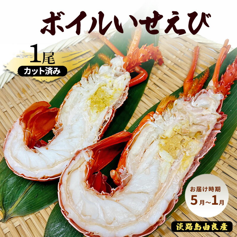 【ふるさと納税】ボイル いせえび 1尾 カット 済み 淡路島 由良産 お届け時期：5月～1月 伊勢海老 ボイルエビ 魚介類 冷蔵配送 兵庫県 洲本市　お届け：2025年5月上旬～2026年1月末まで