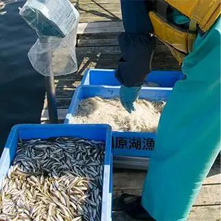 小川原湖産　大和しじみ大袋・棒寿司セット　【02408-0126】