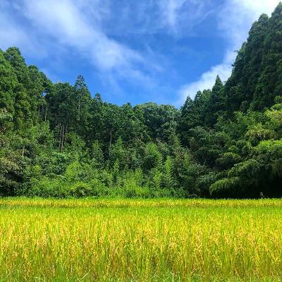 ふるさと納税 大網白里市 【令和6年産】2年連続特A評価!　千葉県産コシヒカリ10kg無洗米(5kg×2袋) |  | 02