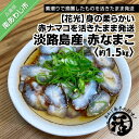 【ふるさと納税】【花光】【あわじ島冬の珍味！身の柔らかい赤ナマコを活きたまま発送】淡路島産 赤なまこ（活）約1.5kg