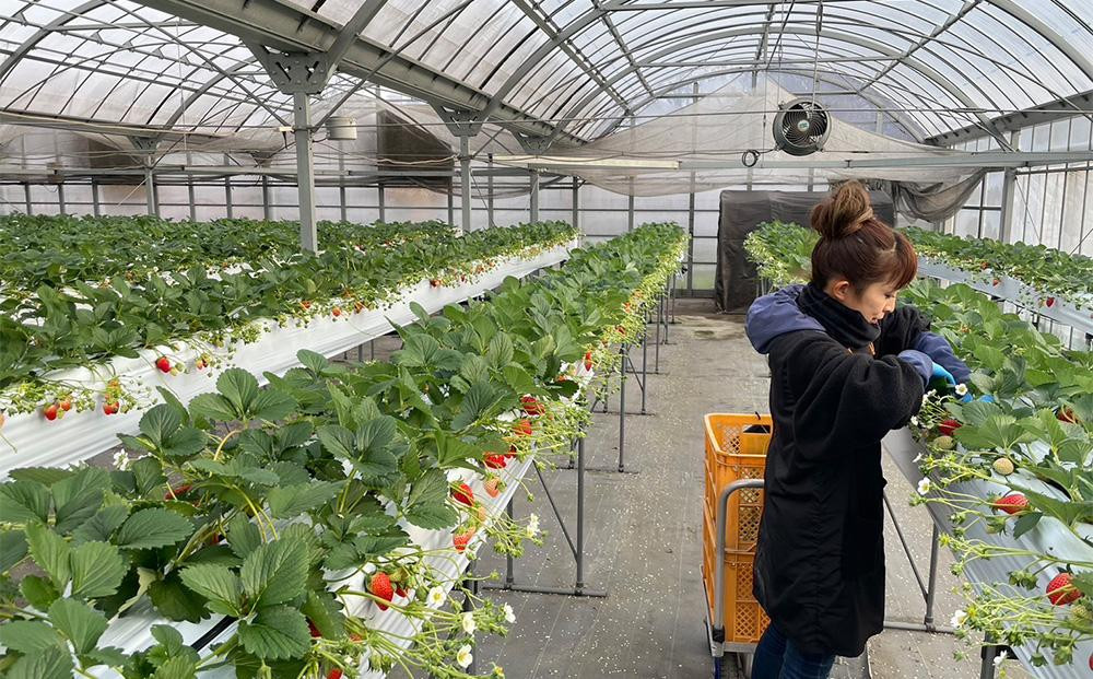 先行予約・数量限定！ 採れたて完熟いちご【かおり野・よつぼし・ベリーポップすず・恋みのり】 9粒～20粒×2箱