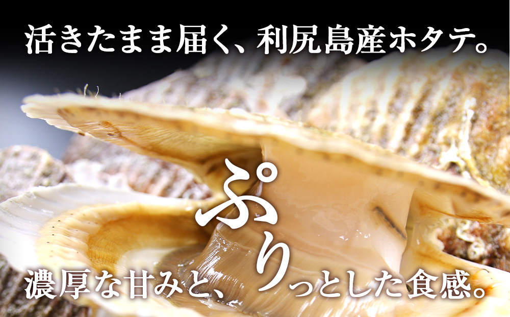 活ホタテ6kg！~2026年10月発送~北海道利尻島から直送！【北勝佐々木】