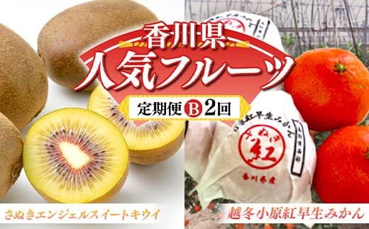 【人気フルーツ定期便B 2回】さぬきエンジェルスイートキウイ 約1kg 越冬小原紅早生みかん 約1.5kg キウイ みかん 旬 フルーツ 果物 国産 香川県 F5J-883