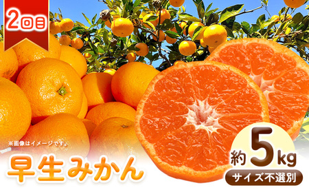 どの坂果樹園のみかん食べ比べ定期便 2回