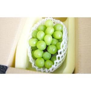 【定期便2回】シャインマスカット 2房 約1.2kg（9月発送）・ 新高梨 4～6玉 約3kg（10月発送）| フルーツ 果物 くだもの シャインマスカット マスカット 葡萄 ぶどう ブドウ 梨 なし