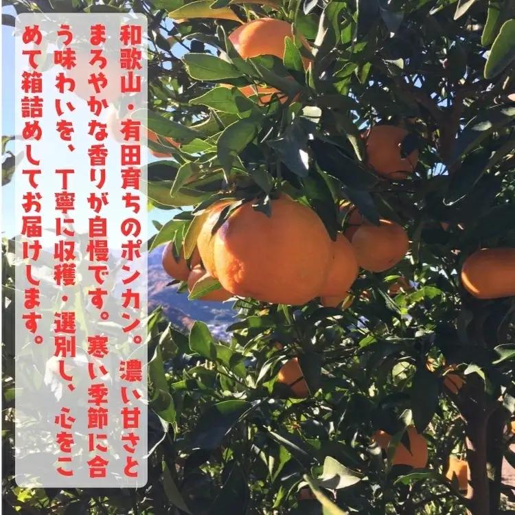 【ふるさと納税】【先行予約】極甘 柑橘 有田育ちの 濃厚 ポンカン（訳あり 家庭用）10kg+200g(傷み補償分) / みかん 柑橘 果物 フルーツ 甘い 和歌山 晩柑 有田 ※2027年1月上旬～