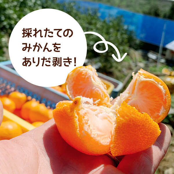 MK1001_【2025年先行予約】みかん Ｓサイズ 秀品 箱込 2.5kg ( 内容量 2.3kg ) 有田みかん 和歌山県産 産地直送 贈答用 【みかんの会】