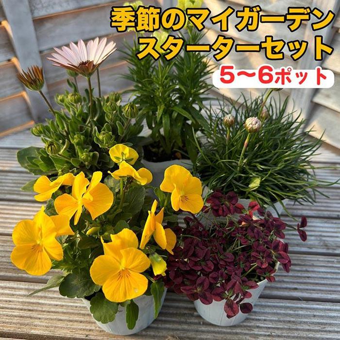 【ふるさと納税】809.季節のマイガーデン・スターターセット　※離島への配送不可 | 庭 ガーデニング 園芸 植物 花 花苗 初心者 初心者向け セット キット パンジー ビオラ ネメシア ガーデンマム アリッサム カラーリーフ 鳥取県 北栄町 おすすめ 人気