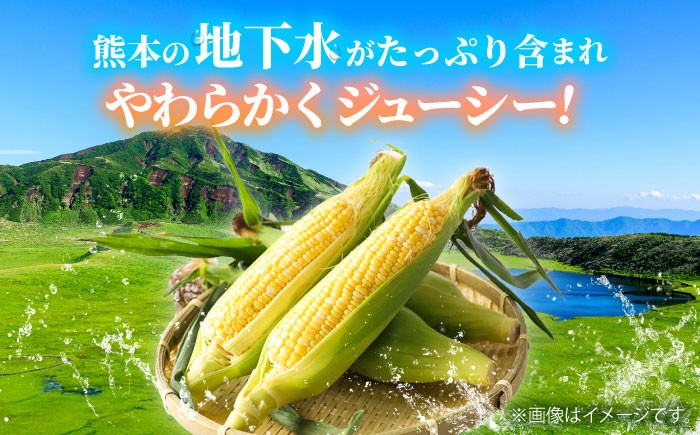 高糖度 どるちぇどりーむ 糖度 コーンスープ 甘さ コーン おやつ BBQ バター焼き 野菜 とうもろこし  糖度 菊陽町