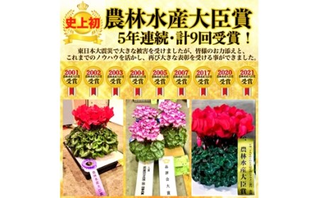 アジサイ 色おまかせ 鉢植え アジサイアジサイアジサイアジサイアジサイアジサイ【10038】