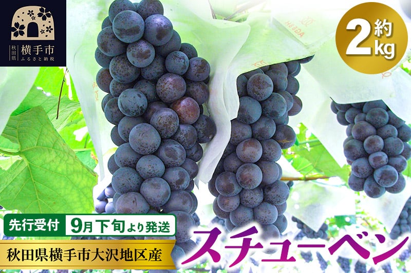 
            【先行受付】9月下旬より発送 濃甘な完熟葡萄 横手市大沢地区産 ぶどう スチューベン 約2kg
          