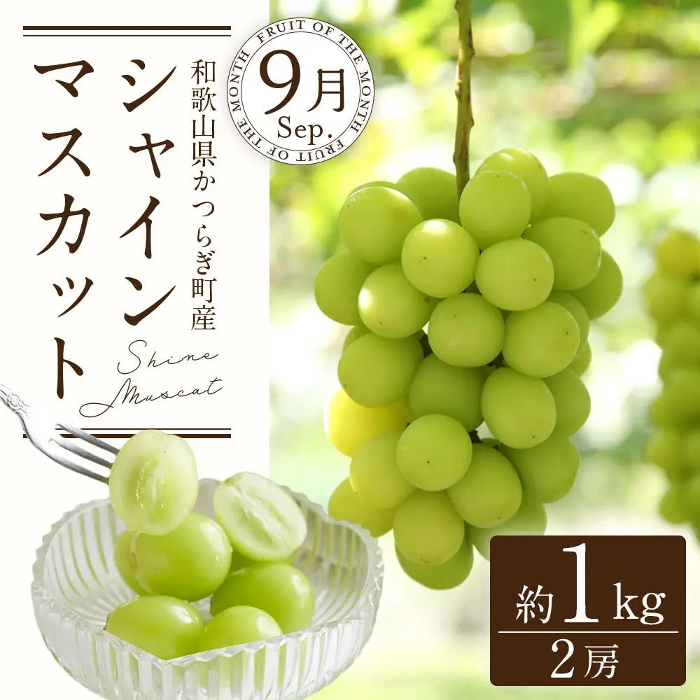 定期便全3回 【7月・8月・9月発送】 和歌山の夏のフルーツをお届け（桃・梨・シャインマスカット） ［TM224］