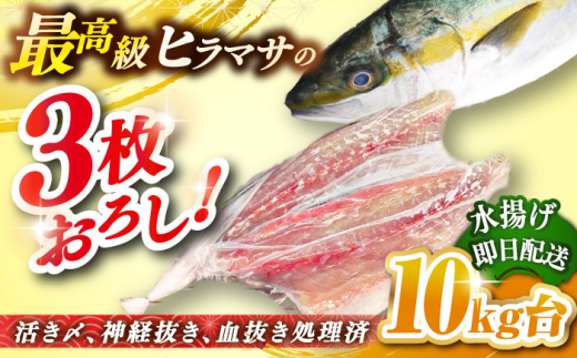壱岐島産天然ヒラマサ（10キロ台・三枚おろし） 《壱岐市》【壱岐島　玄海屋】[JBS083] ヒラマサ 魚 刺身 煮物 カルパッチョ お寿司   31万 300000 300000円 30万円
