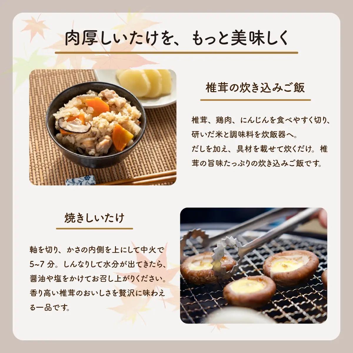 肉厚生しいたけ 800g   椎茸 しいたけ シイタケ 肉厚 生椎茸 国産 [DL002ya]