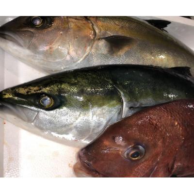 ふるさと納税 八幡浜市 八幡浜発!竹中水産の「活き〆カンパチorハマチorタイ」【H22-211】