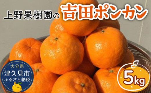 ポンカン 上野果樹園の吉田ポンカン 5kg | ぽんかん オレンジ みかん 蜜柑 果物 くだもの フルーツ 柑橘類 甘い ジューシー お取り寄せ 大分県産 九州産 津久見市 国産