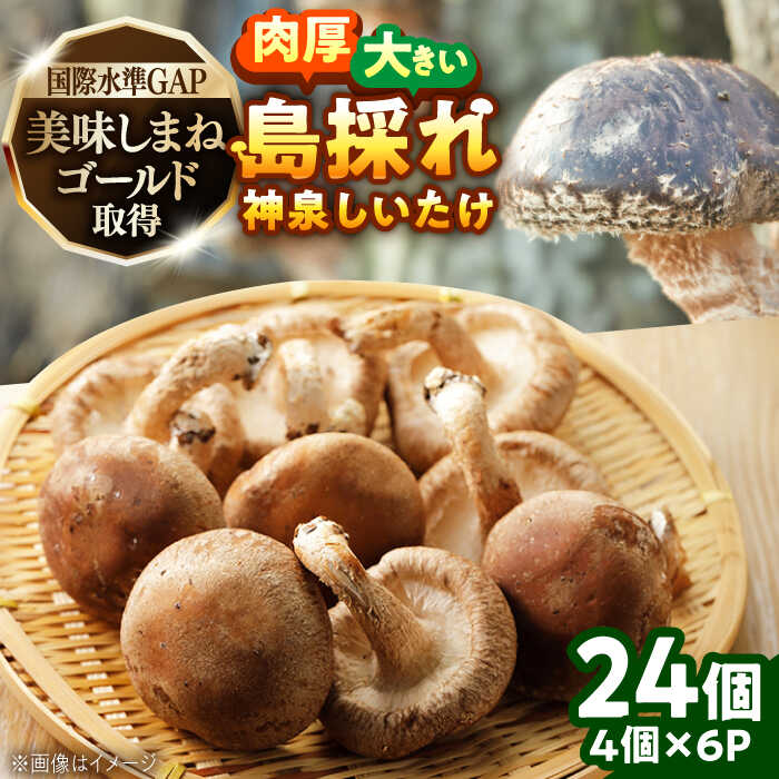 【ふるさと納税】島採れとれたて 大根島産神泉しいたけ 4個入り×6パック 島根県松江市/株式会社ふぁーむ大根島[ALCB006]｜しいたけ シイタケ 椎茸 採れたて とれたて きのこ キノコ