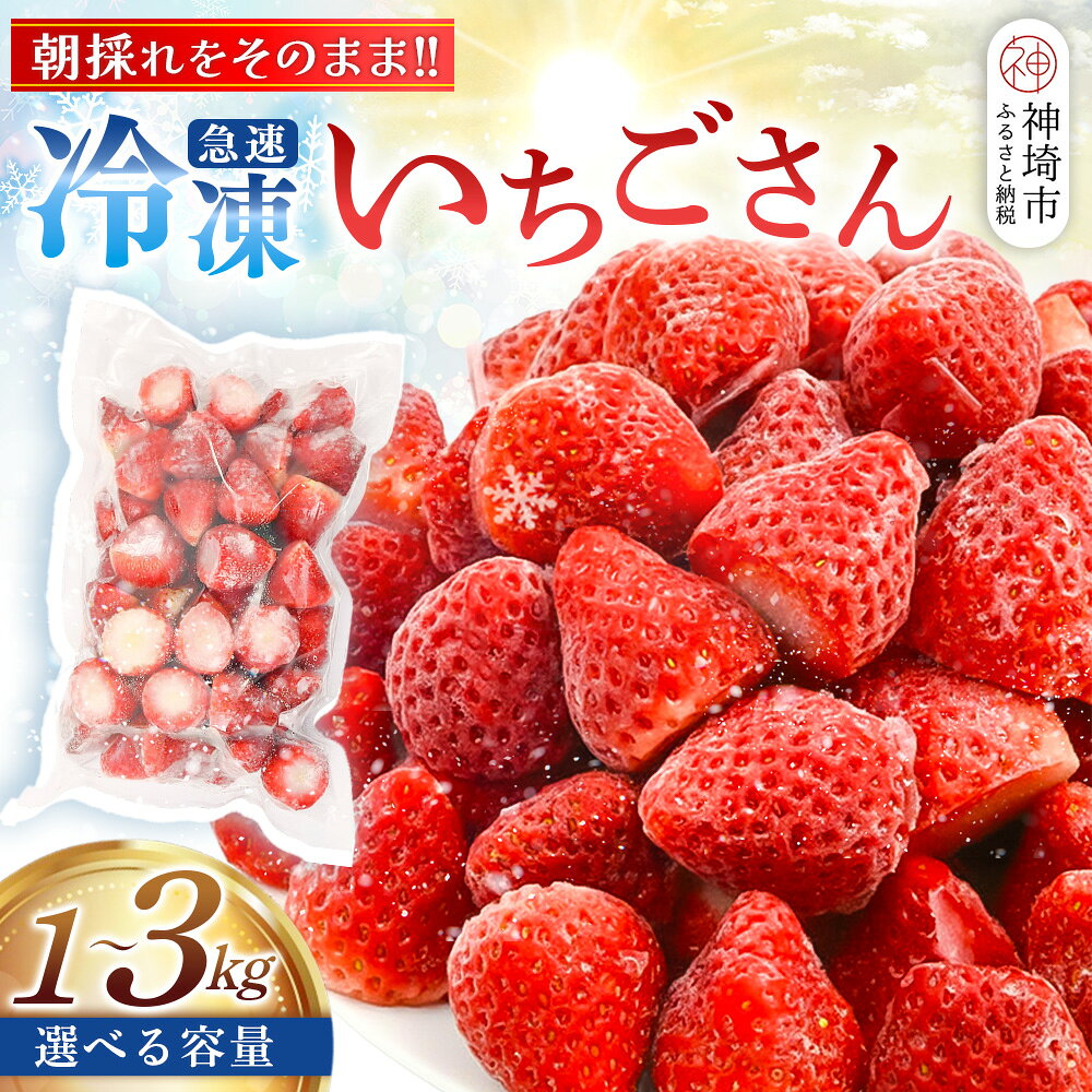 【ふるさと納税】＜内容量が選べる＞冷凍いちご(いちごさん)1kg 2kg 3kg【佐賀県産 国産 冷凍いちご フレッシュ フルーツ スムージー デザート お菓子作り シャーベット 甘い みずみずしい 無添加】(H126P001)